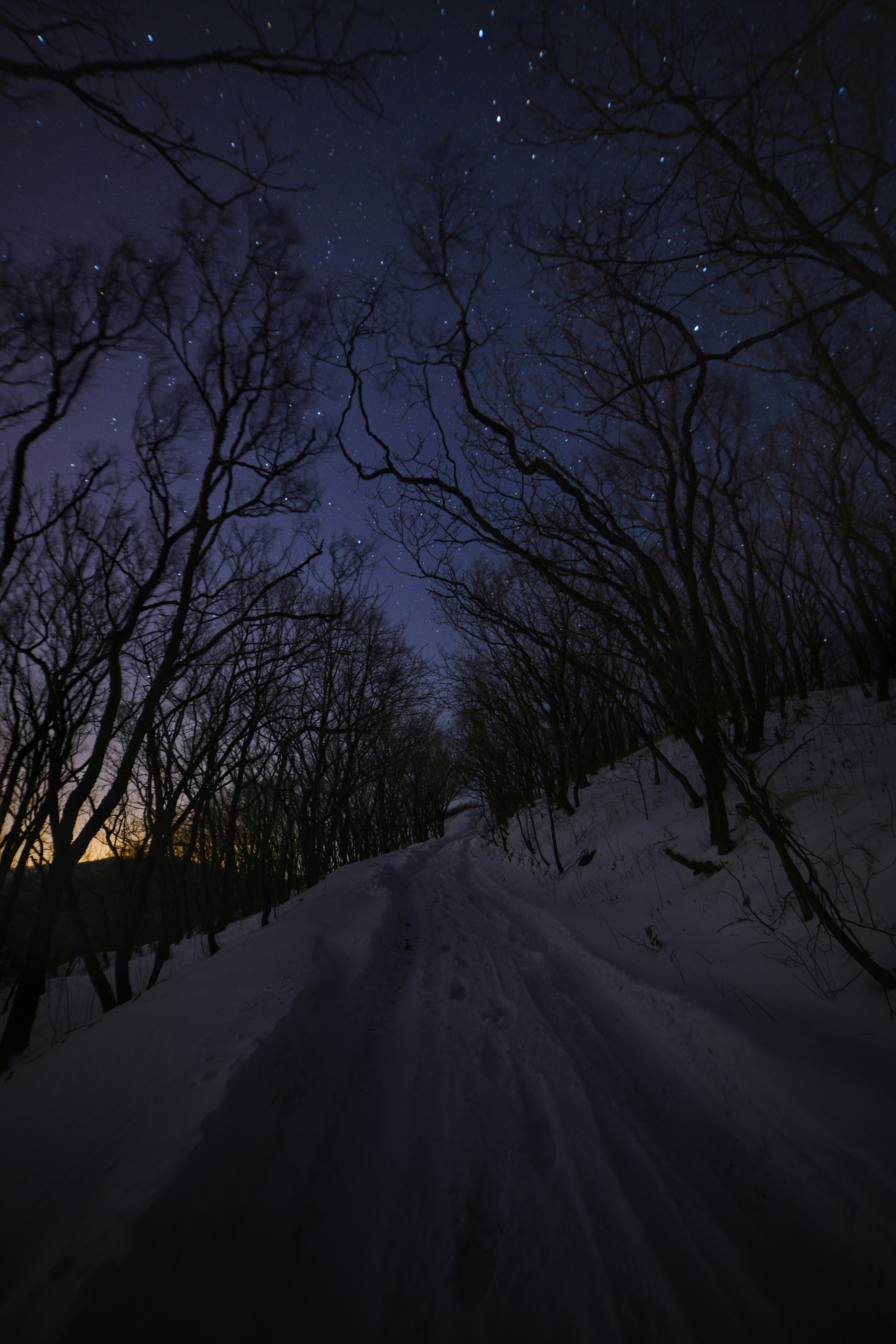 snow covered road between bare trees during daytime